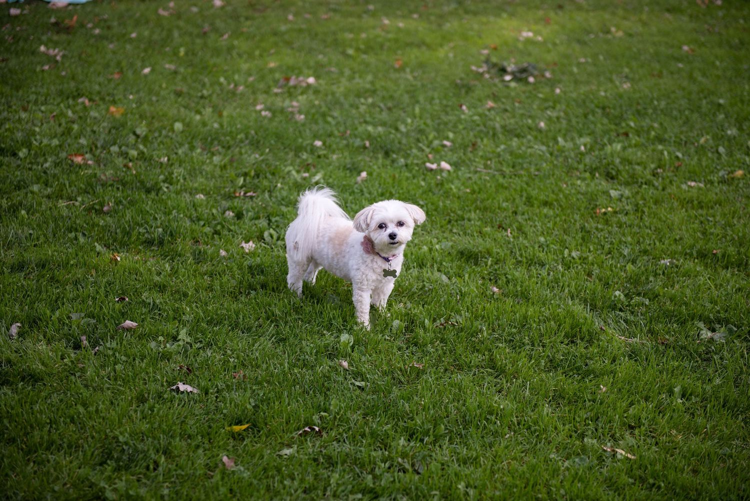 Small white dog playing on green grass lawn. Rum River Barn Milaca Minnesota Weddings