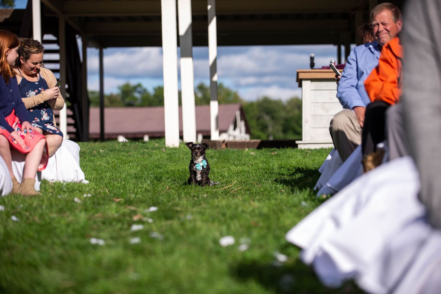Small dog walks down grassy aisle during outdoor wedding ceremony. Rum River Barn Milaca Minnesota Weddings