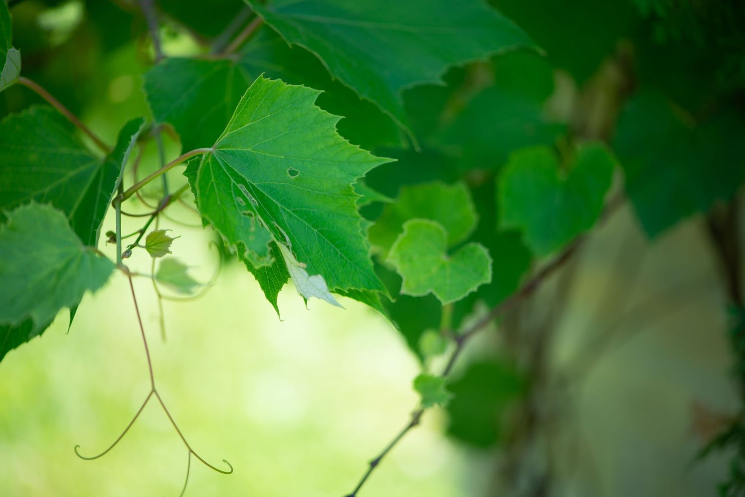 Green maple leaves create a natural canopy with dappled sunlight filtering through branches.