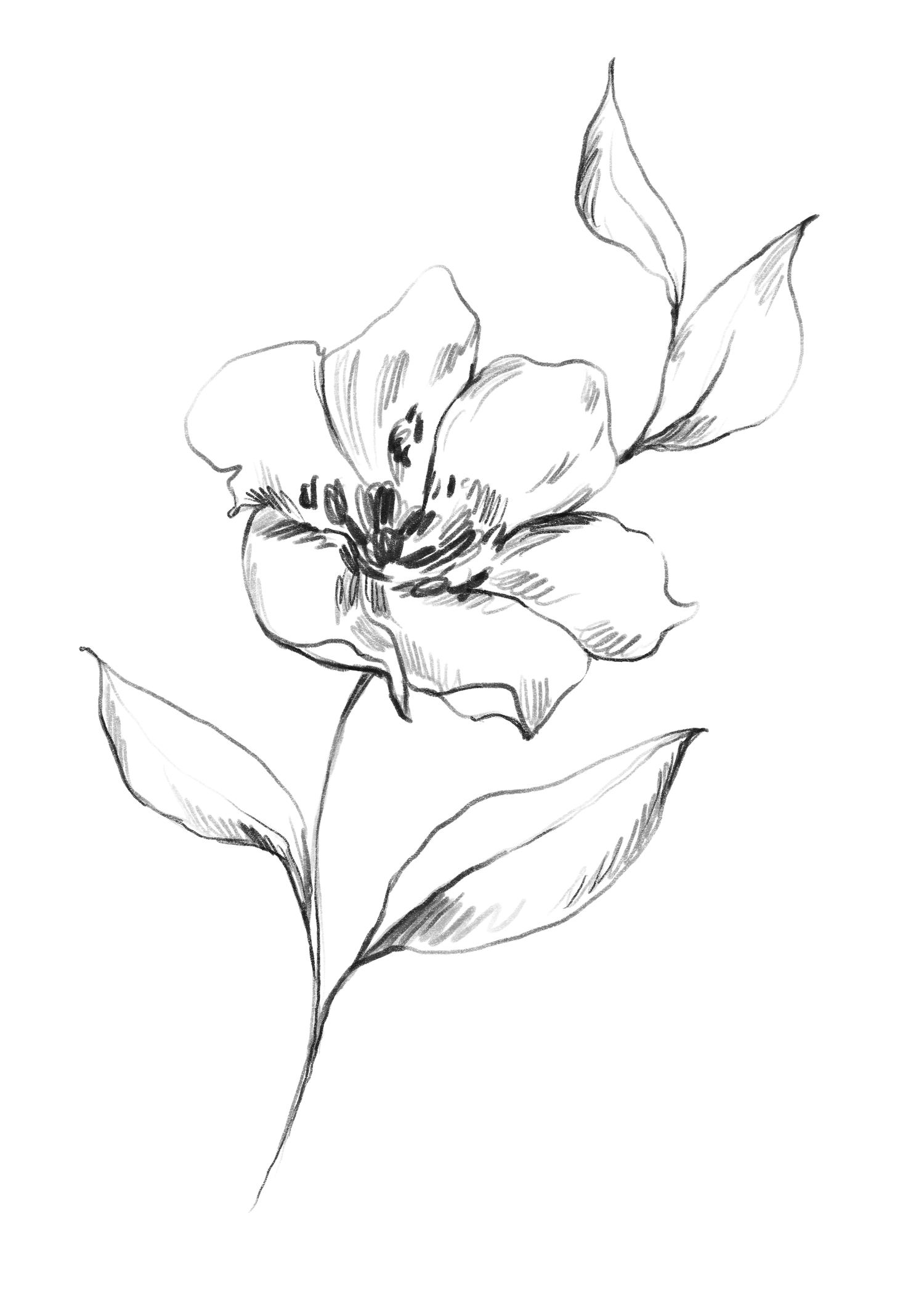 A minimalist black and white line drawing of a single peony flower with delicate petals and leaves.