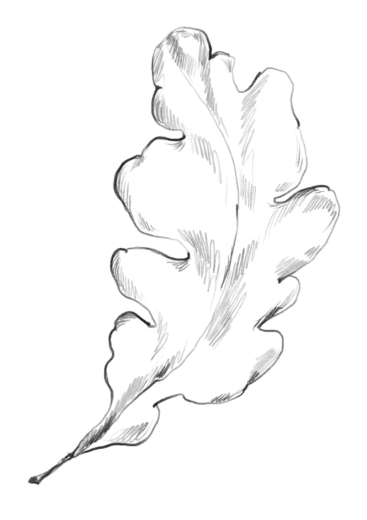 A simple black line drawing of an oak leaf with delicate curves and natural details against a white background.