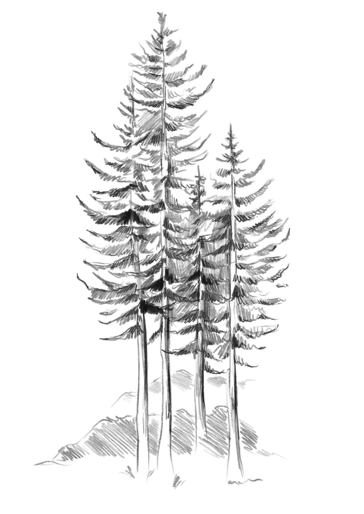 Hand-drawn black and white illustration of tall pine or evergreen trees silhouetted against a light background.
