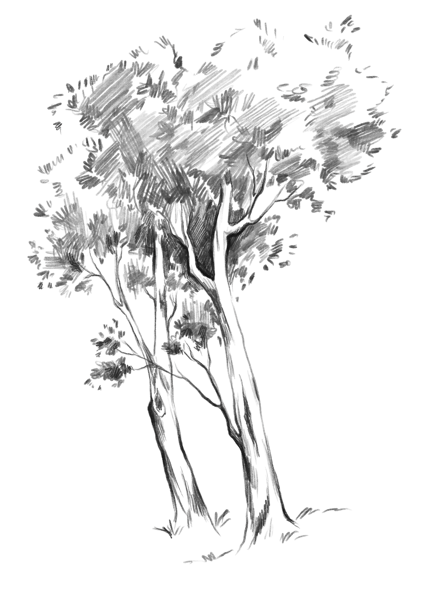 Hand-drawn black ink illustration of tall slender trees with branches and foliage swaying in a breeze.