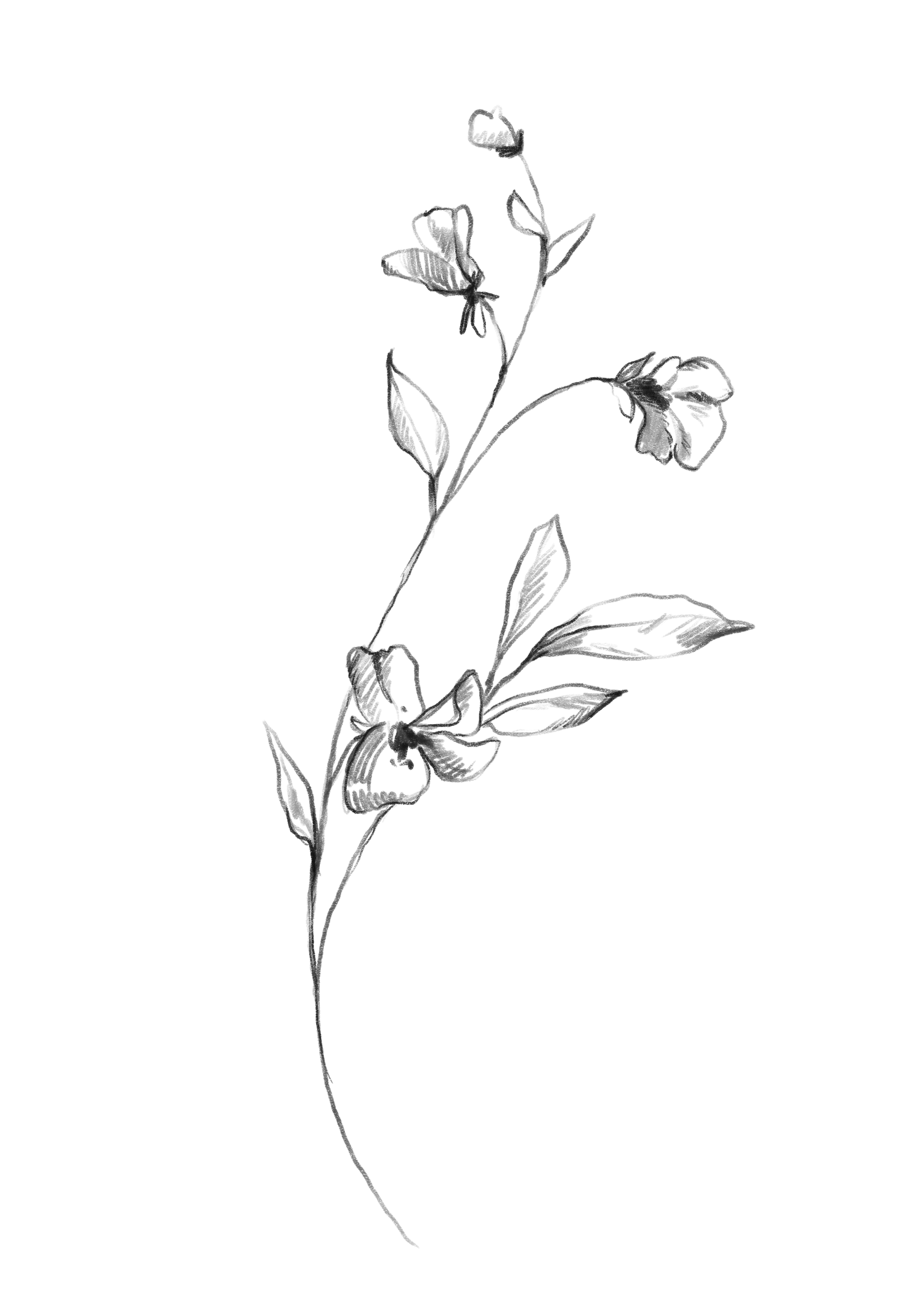A delicate black line drawing of a flowering plant branch with leaves and small blossoms against a white background.