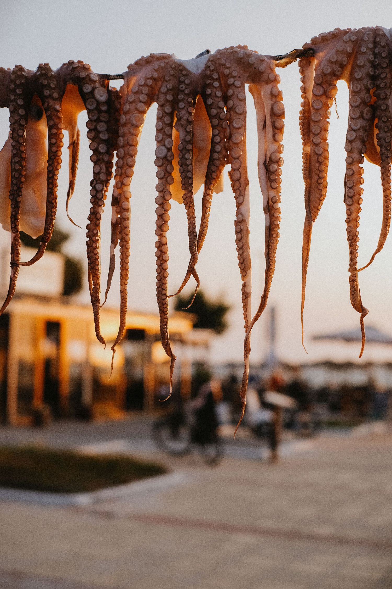 Close up of octopus, street photography, Mastichari Greece