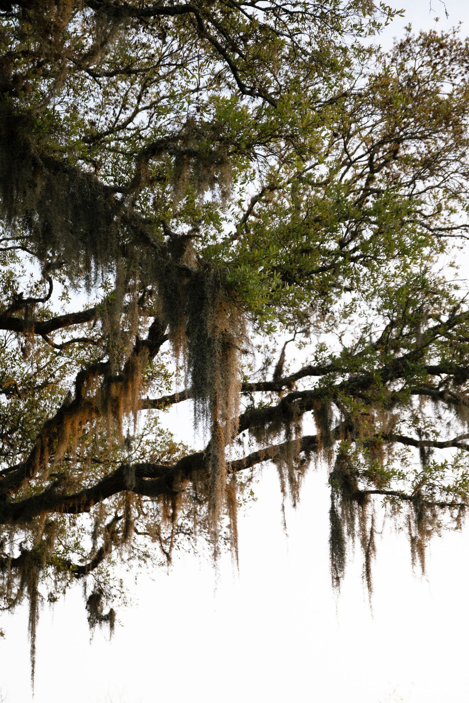 Spanish moss hangs dramatically from twisting oak tree branches against a bright sky in a panoramic nature scene.