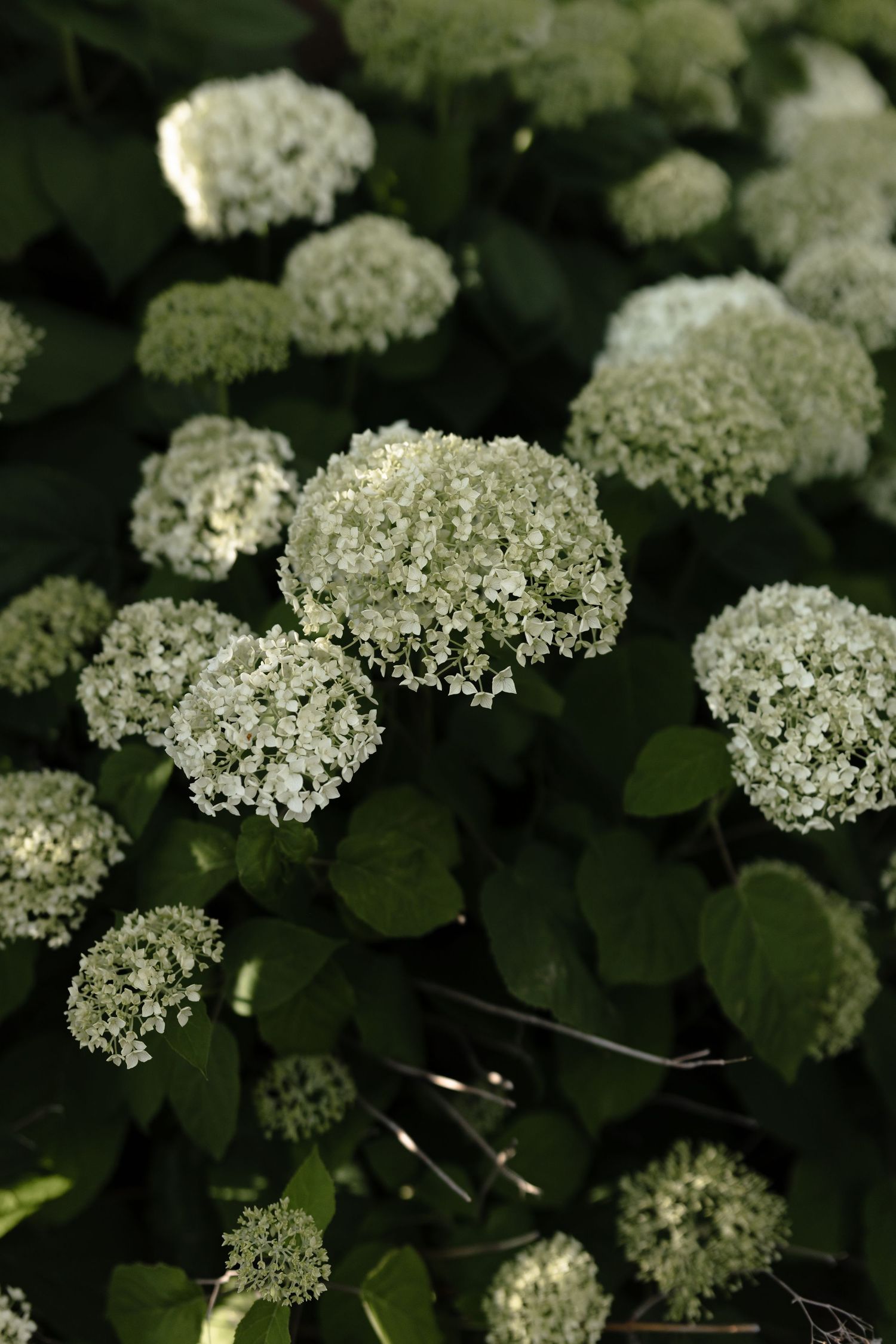 Close-up of white hydrangea snowball flower clusters with dark green foliage in a garden setting.