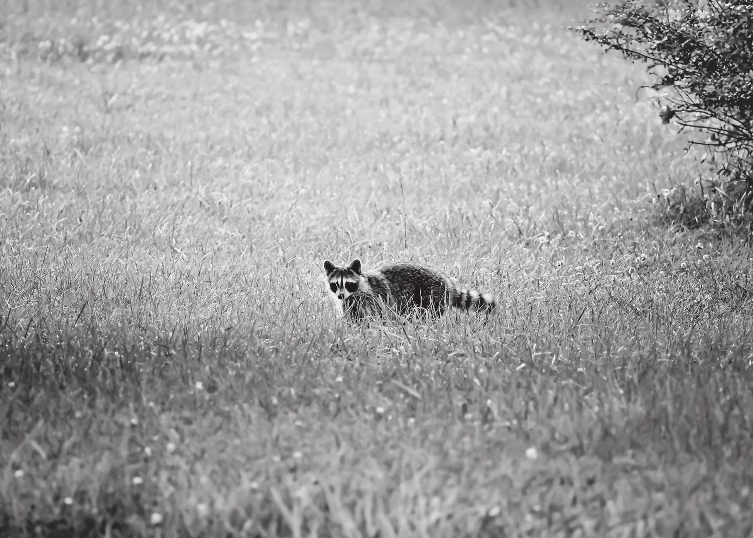 Fox moving through tall grass in a misty field.