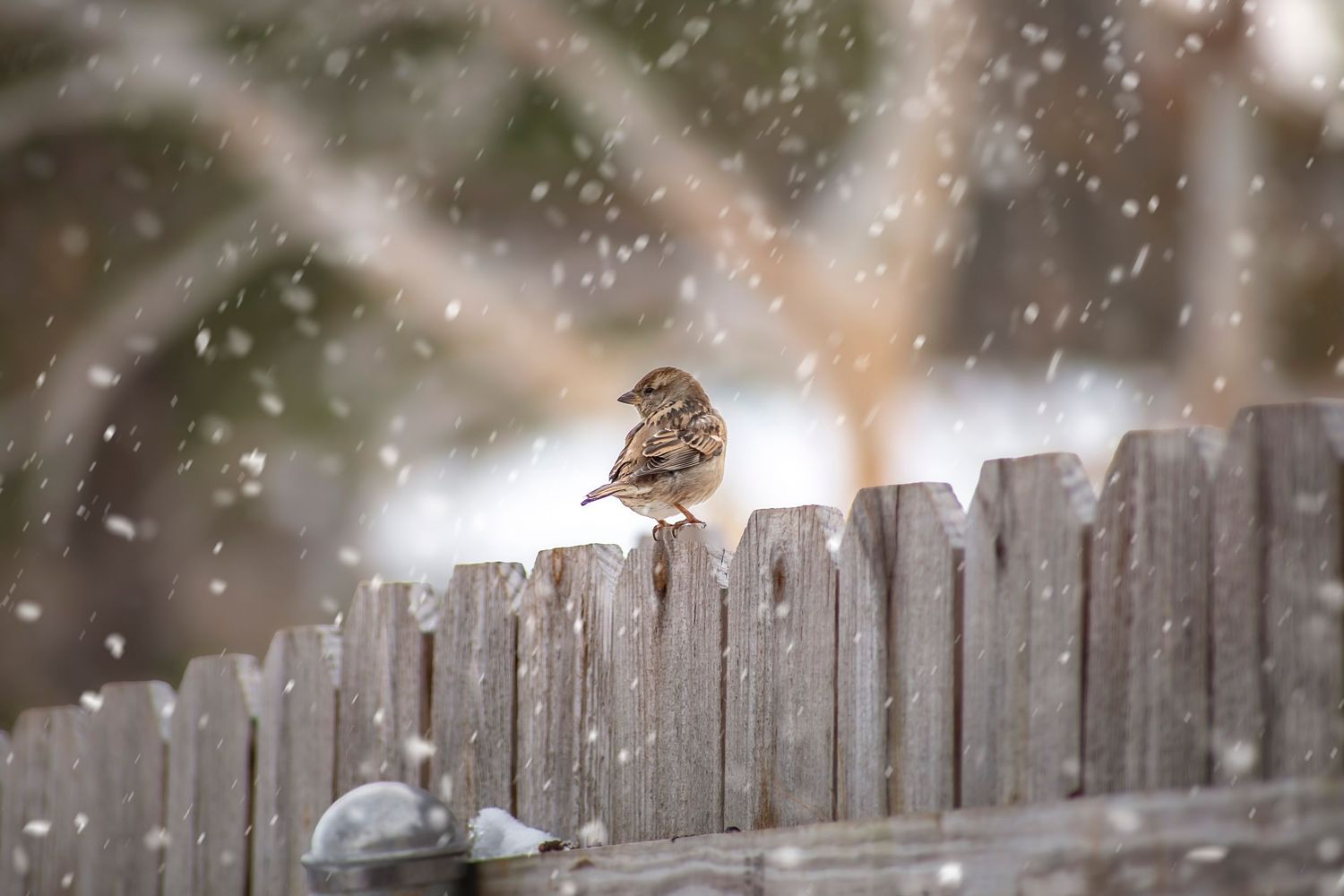Small sparrow perched on wooden fence during snowfall.