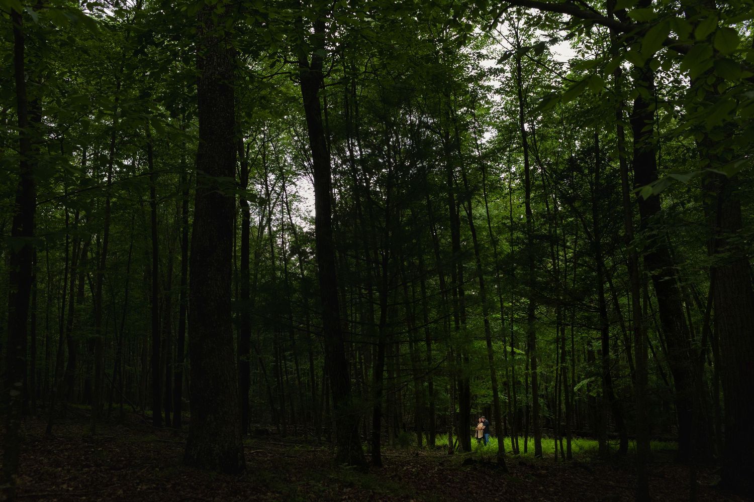 Silhouette of someone jogging through a dark green forest with tall trees and filtered sunlight.