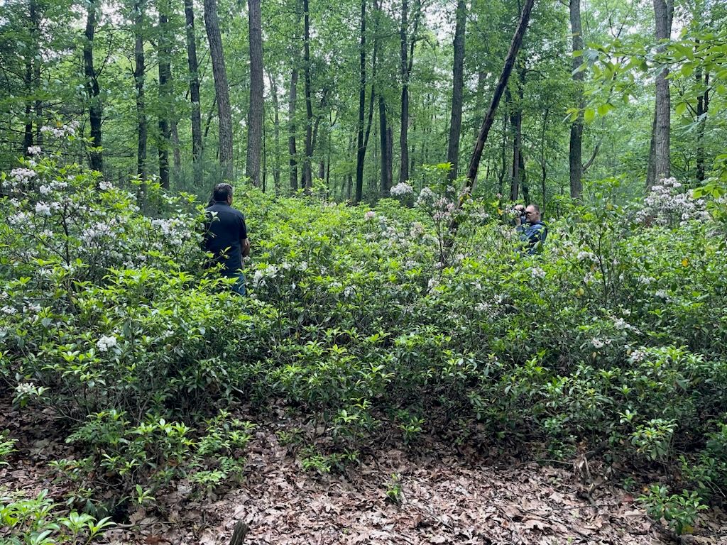A person sits among blooming mountain laurel flowers in a lush green forest during springtime.