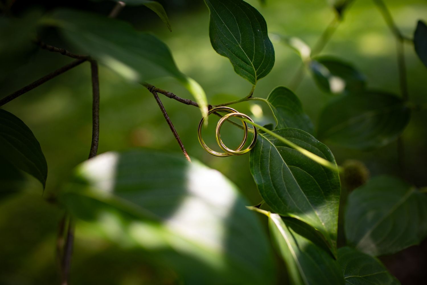 A gold wedding ring nestled among green leaves with soft natural lighting.