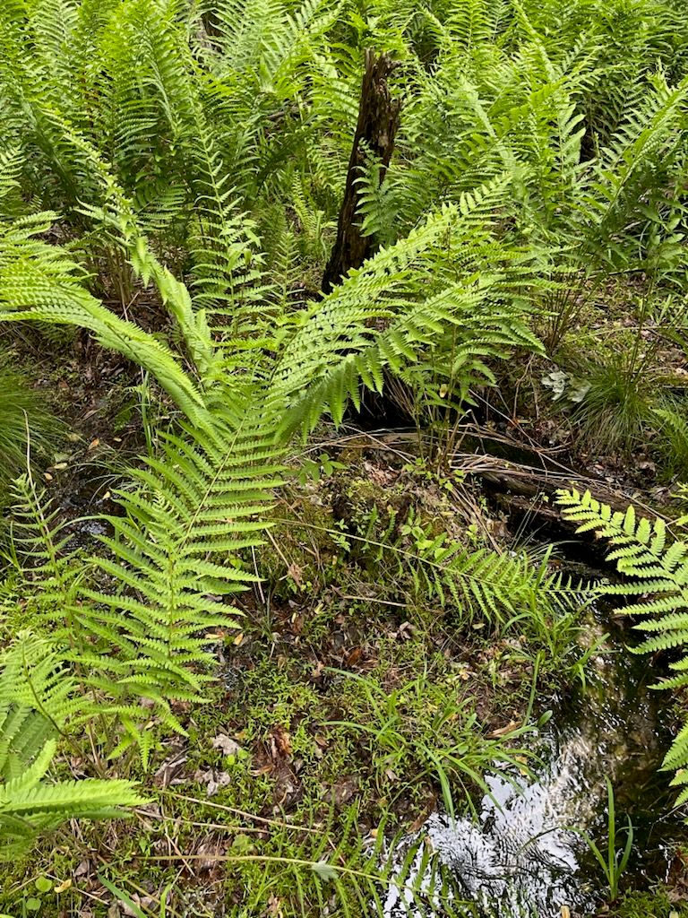 Vibrant green ferns growing wild in a forest setting with patches of moss and soil visible below.