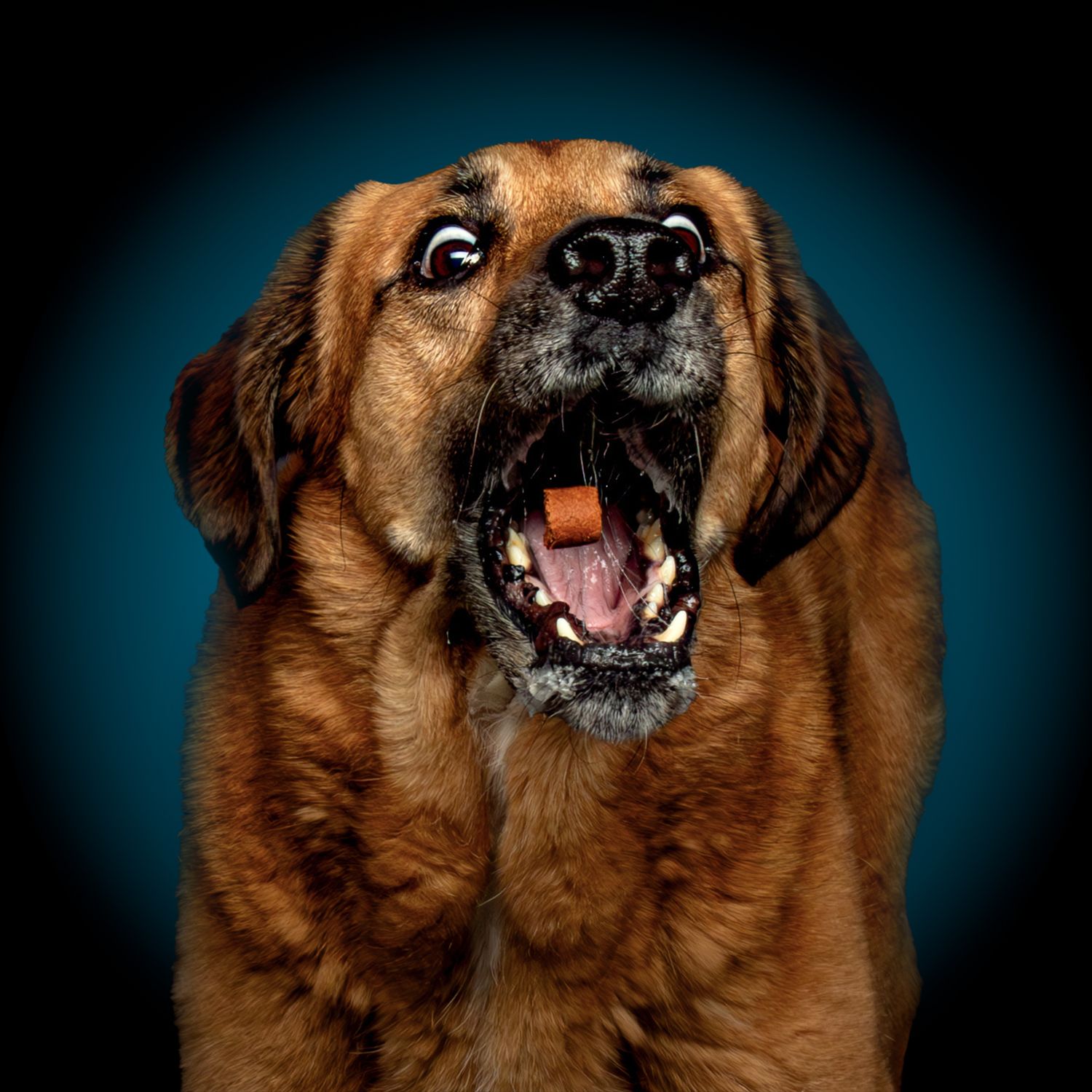 Brown dog with expressive face shown in six close-up portraits displaying different emotional expressions and poses.