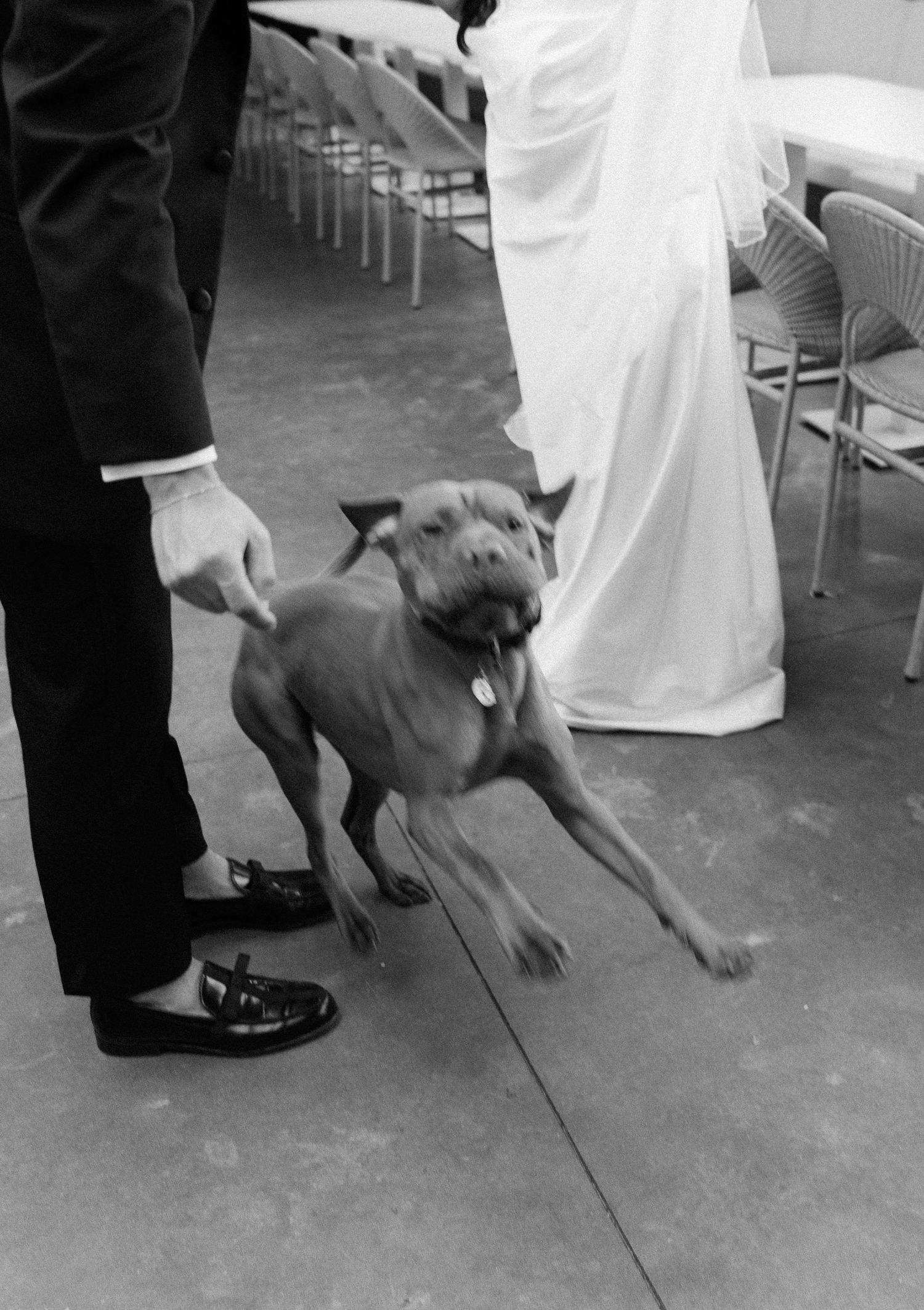 A playful brown dog with formal attire interacts with wedding guests in black and white photography.