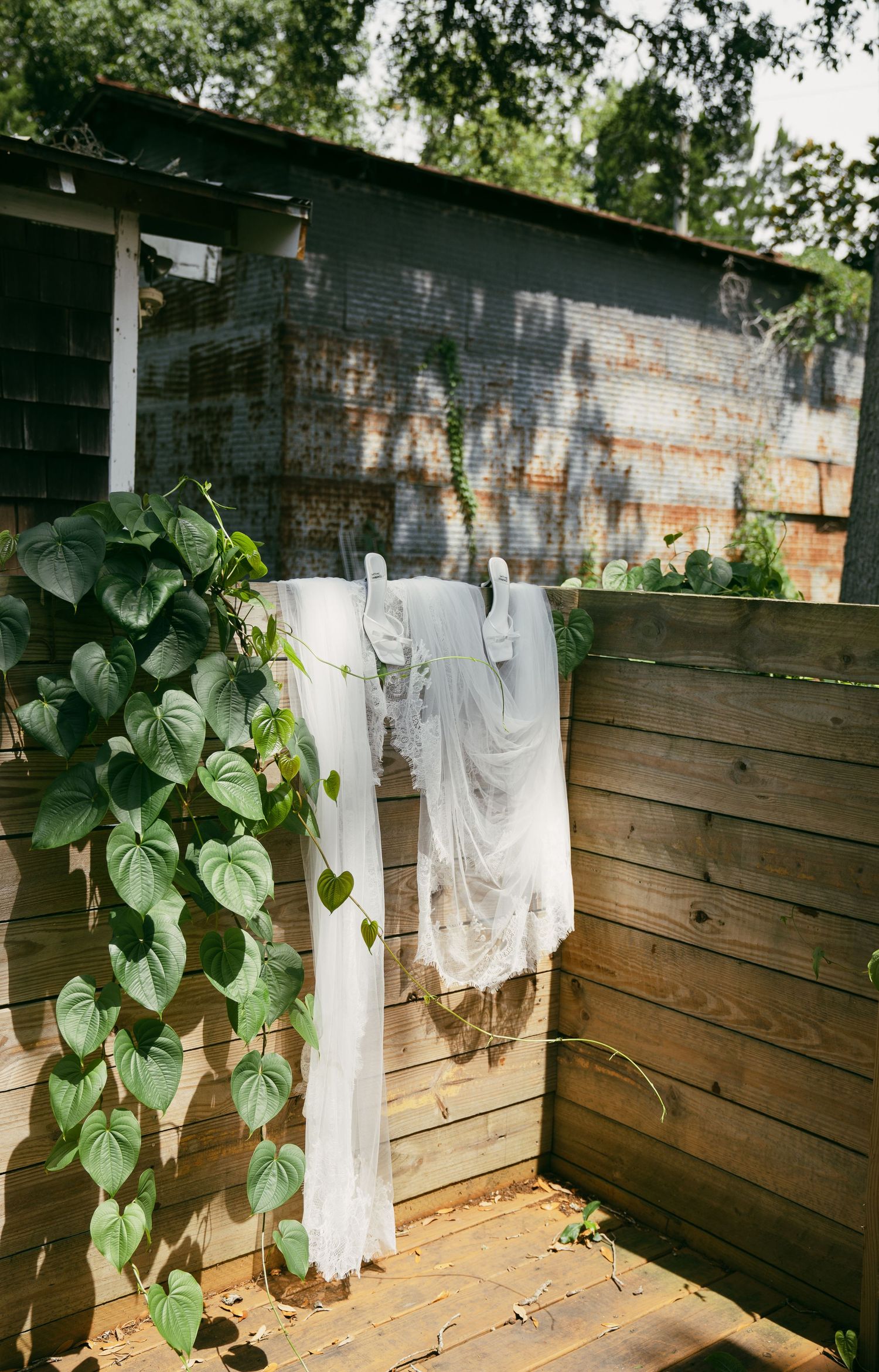 White wedding dresses hanging to dry on a wooden fence with climbing green vines.