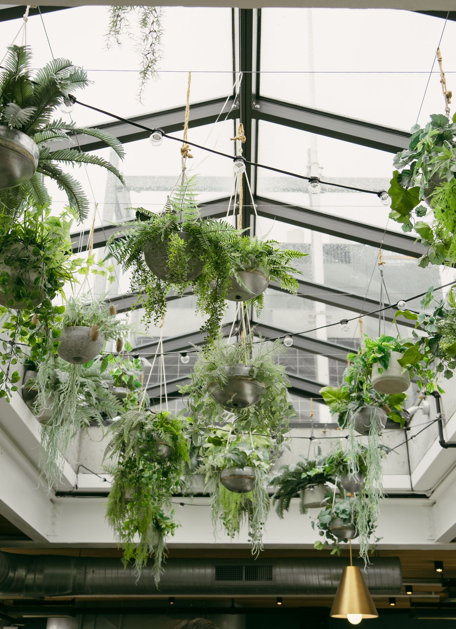 Hanging plants and ferns create a lush canopy under a glass ceiling with pendant lighting in an indoor space.