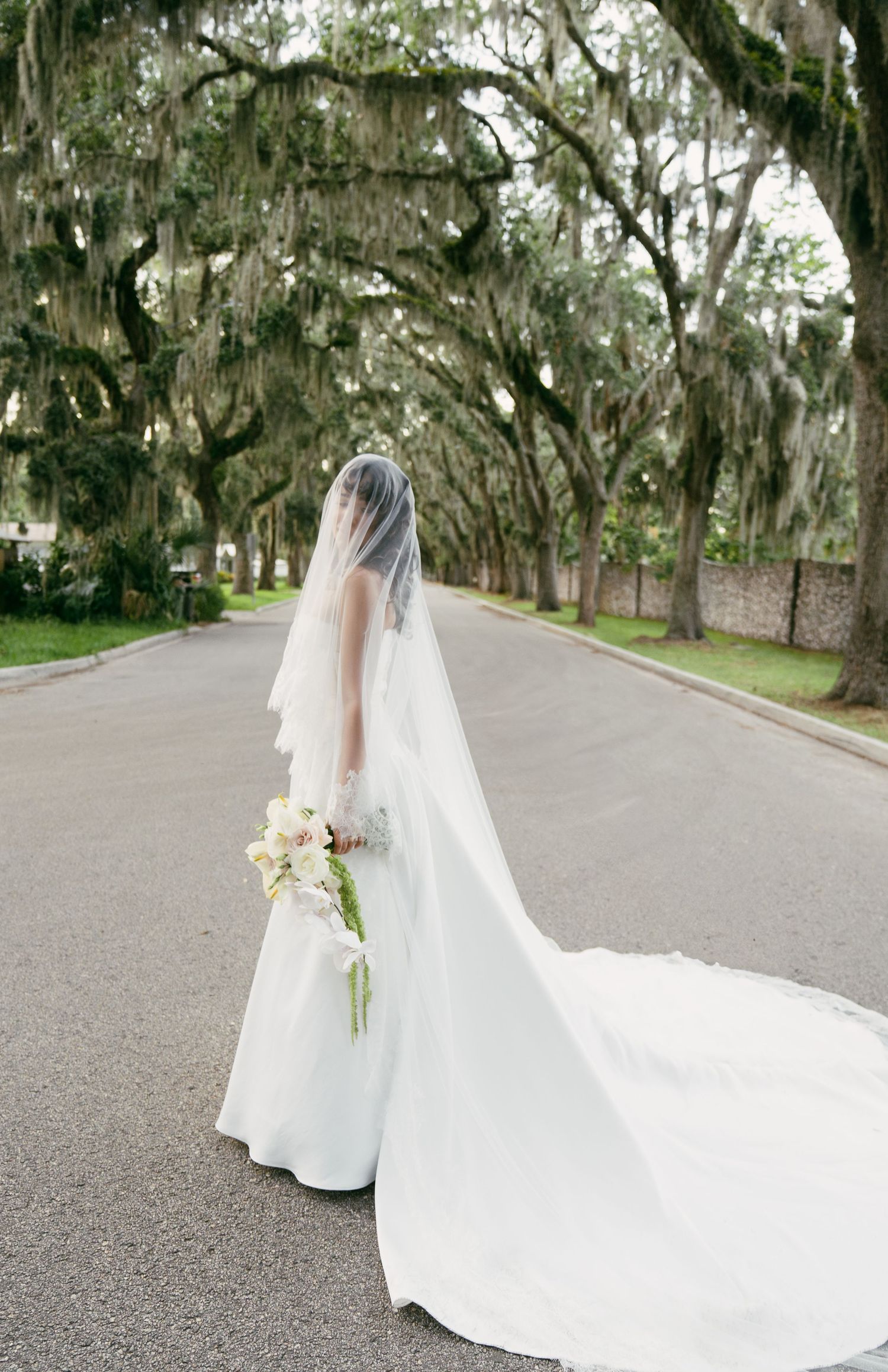 Beautiful bridal silhouette with long veil walking down Spanish moss-lined street.
