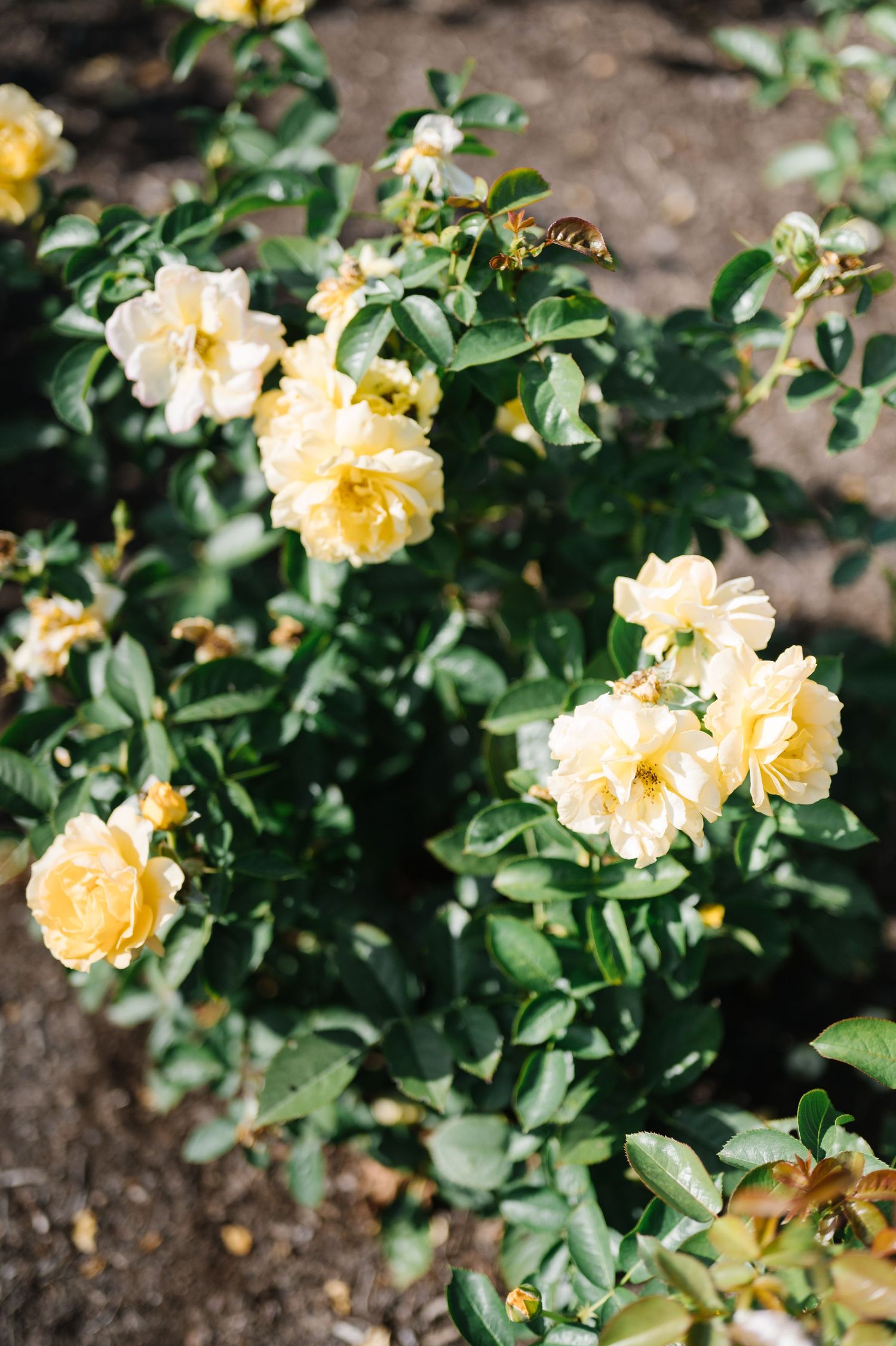 A honey bee hovers near pale yellow climbing roses blooming on a green bush in a garden.