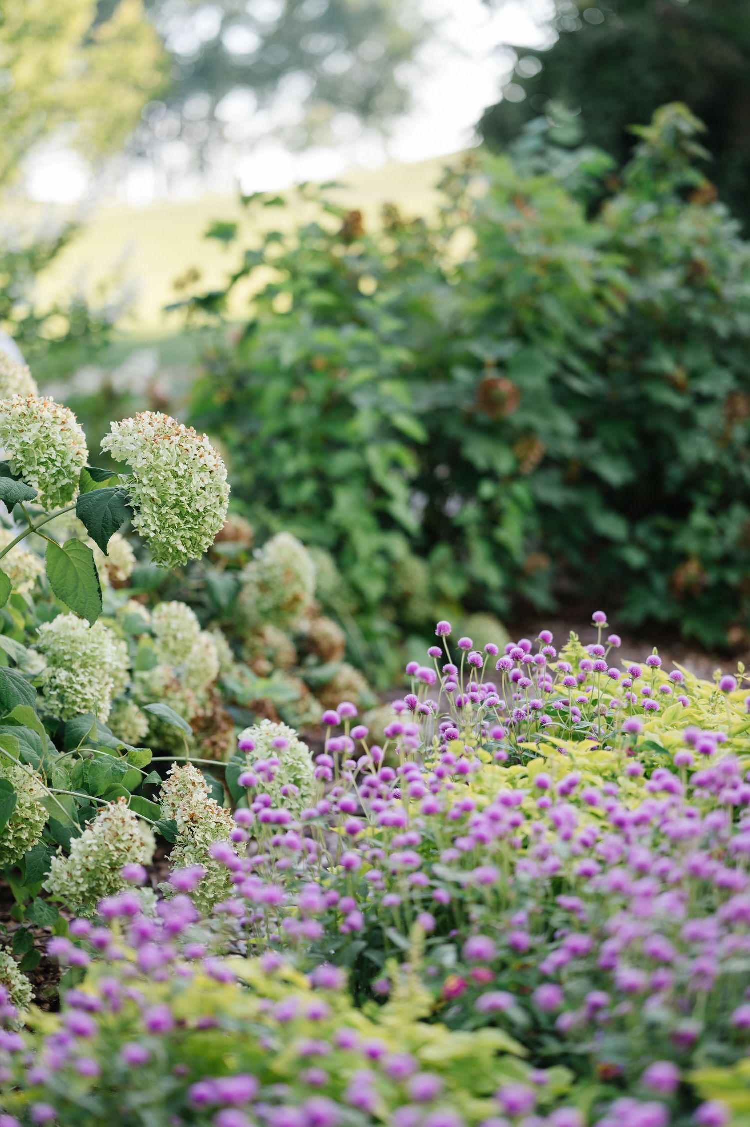 White hydrangeas and purple wildflowers bloom together in a lush summer garden border.