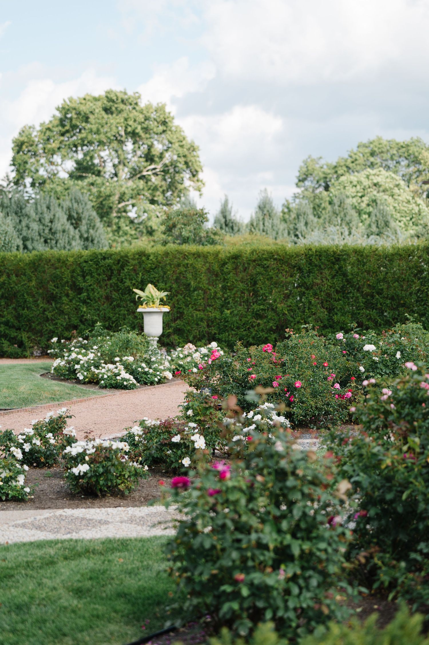 A well-manicured garden path surrounded by blooming rose bushes and tall hedges with a decorative garden urn centerpiece.
