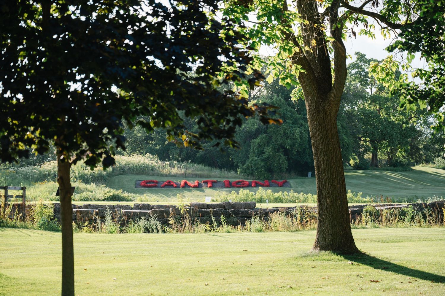 Green park landscape with tall trees casting shadows on grass and pink flowers blooming in the background.