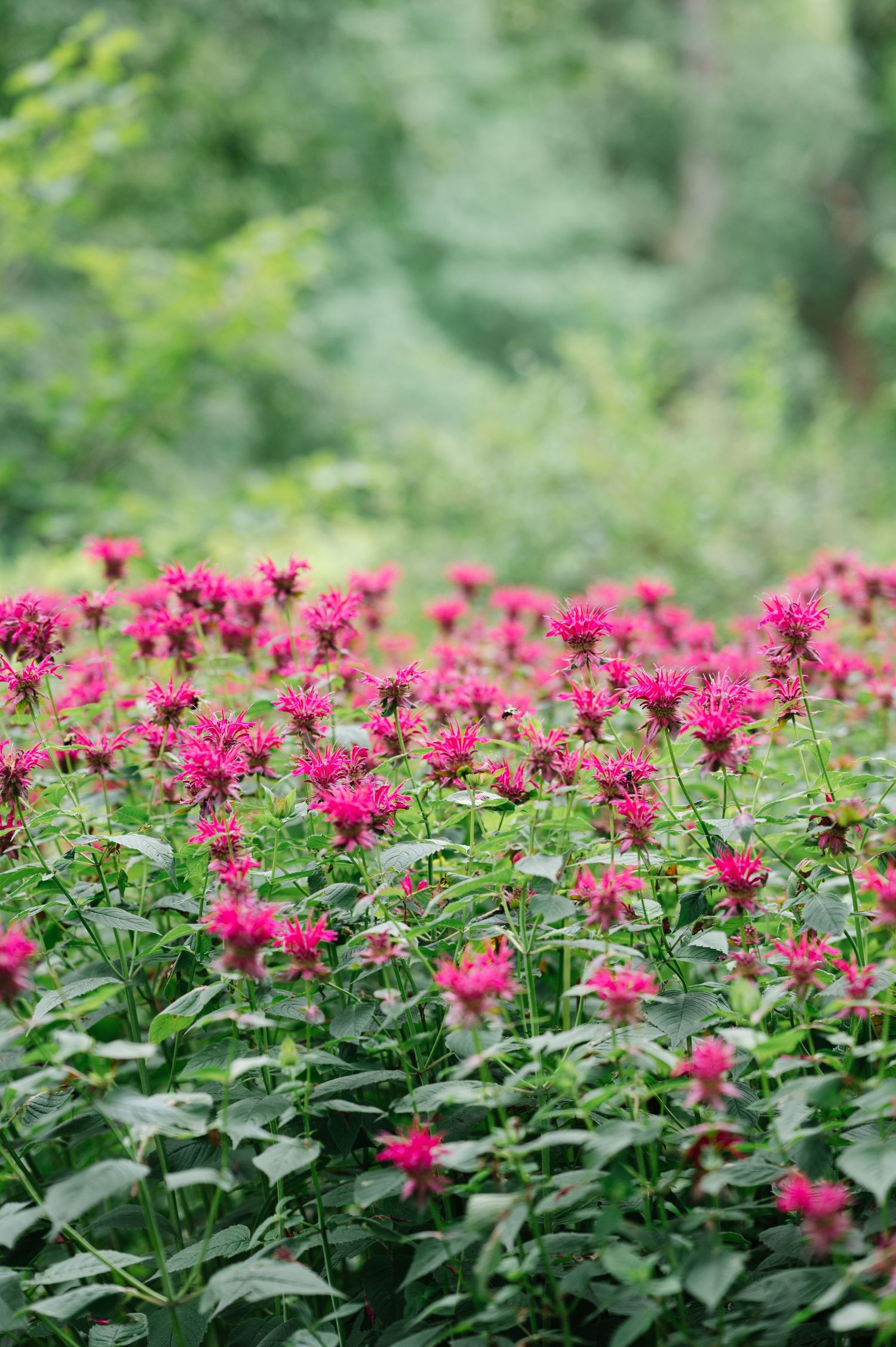 A field of vibrant pink bee balm flowers blooms against a blurred green forest background.