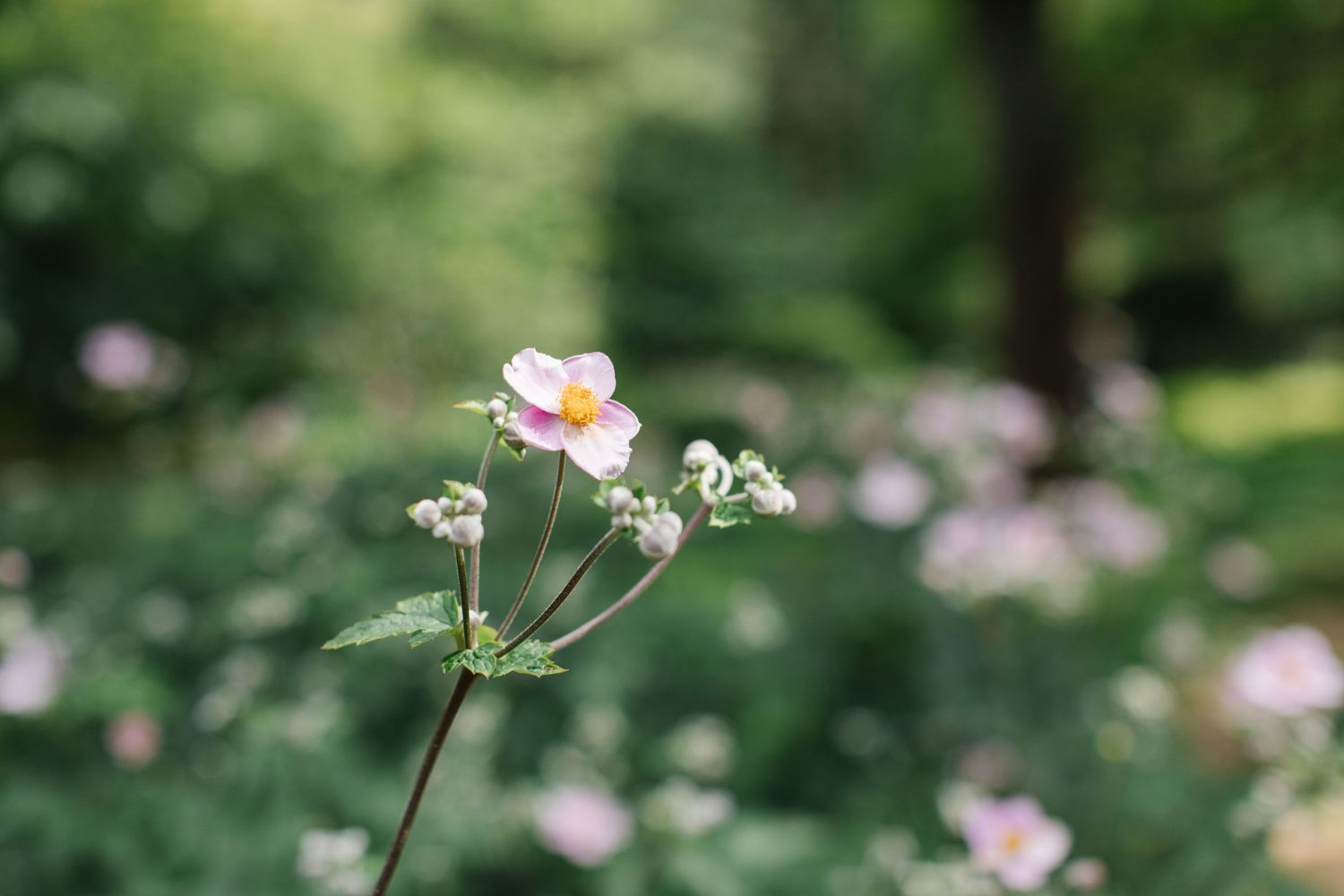 A delicate pink Japanese anemone flower blooms against a soft green blurred garden background.