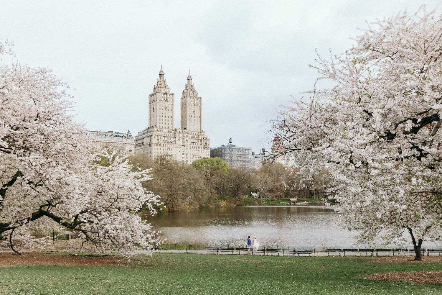 Cherry blossoms frame views of The San Remo apartment building and Central Park lake during spring in New York City.