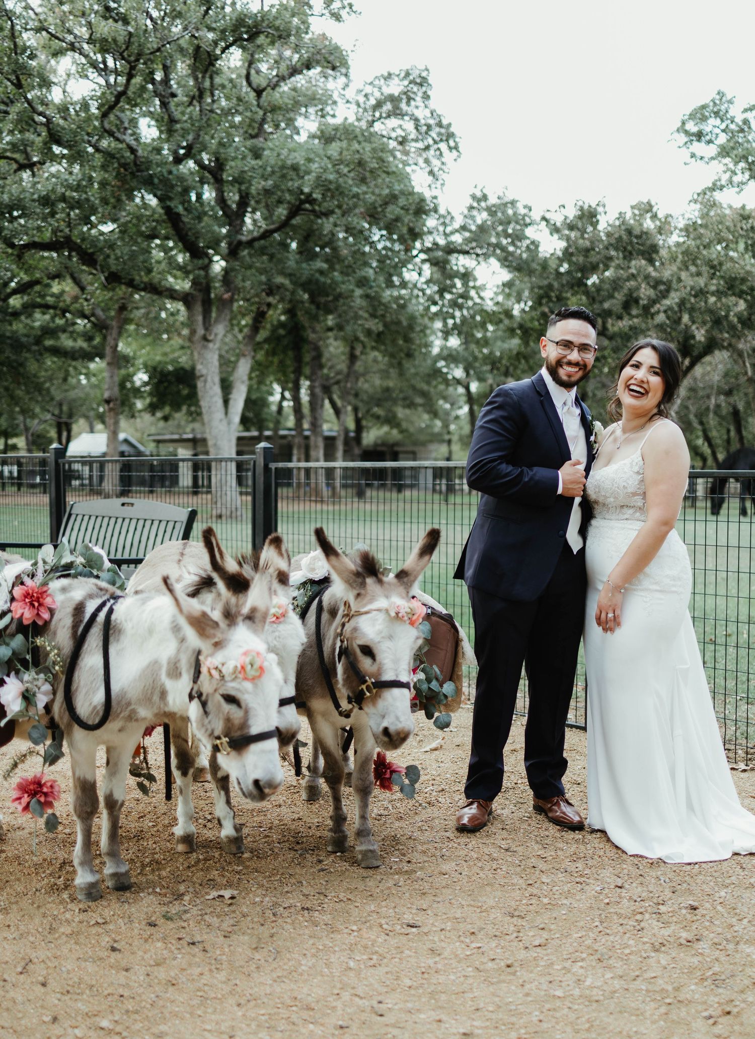 A lineup of six sweet donkeys at an outdoor wedding ceremony wait patiently in the warm sunlight under green trees.