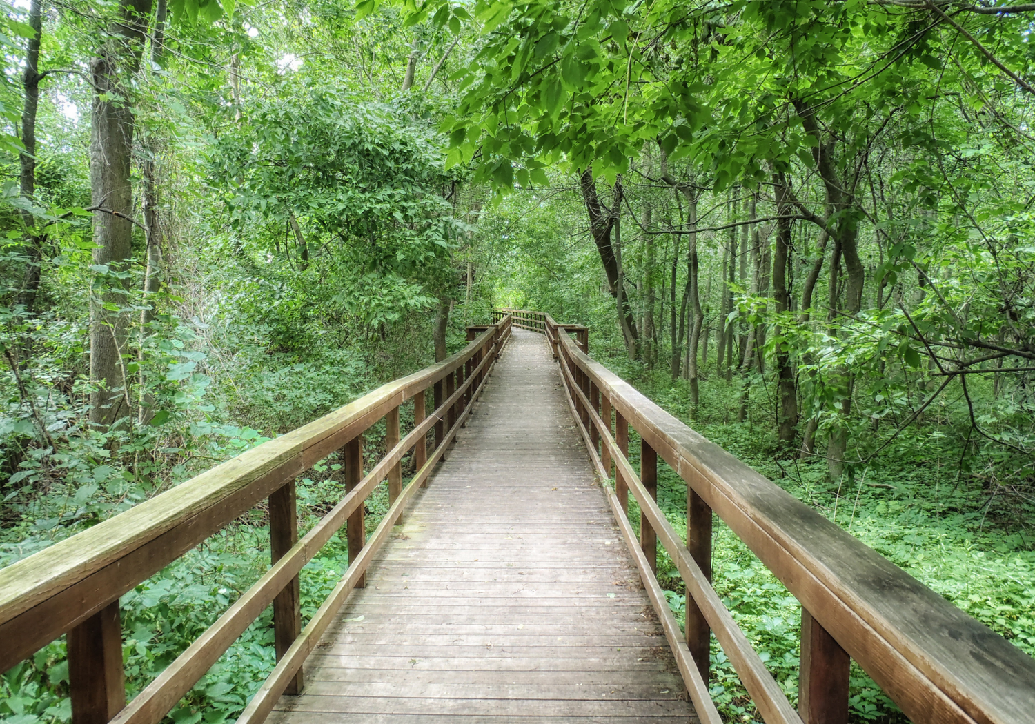 A long wooden boardwalk path stretches through a lush green forest with tall trees on both sides.
