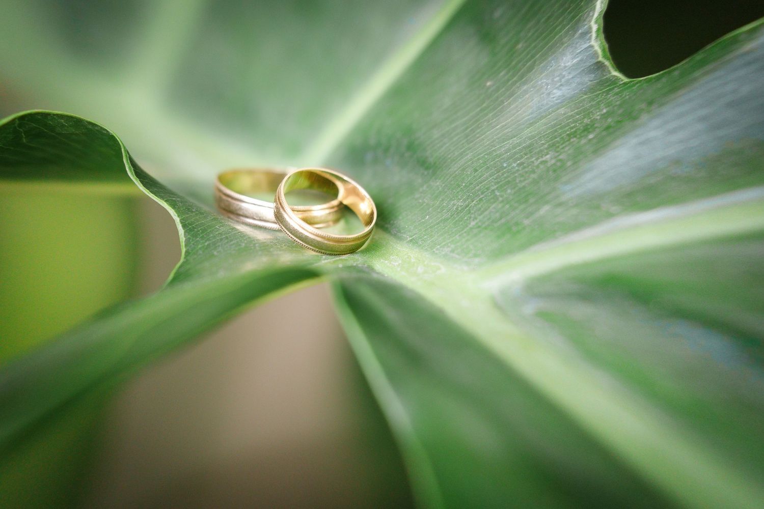 Two golden wedding rings rest on a vibrant green leaf with natural light creating a romantic macro composition.