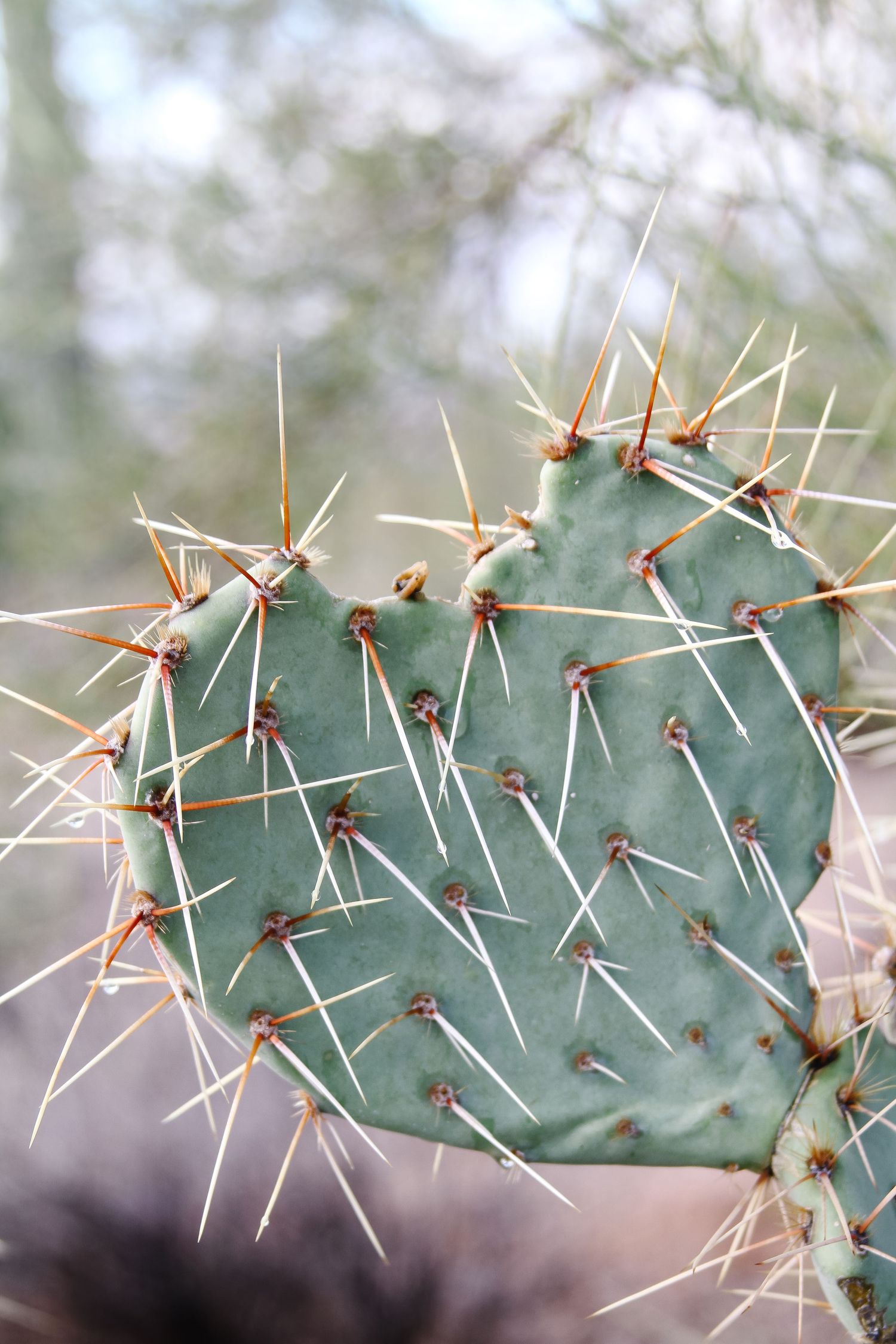 Macro photograph of saguaro cactus spines showing intricate natural patterns.