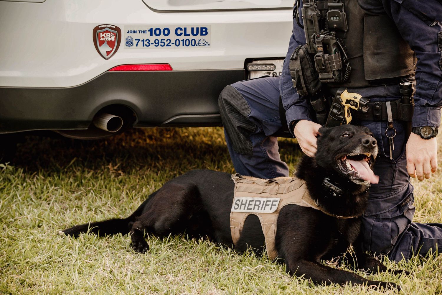 Police K9 dog in tactical vest lies on grass next to patrol vehicle displaying K9 unit decal.