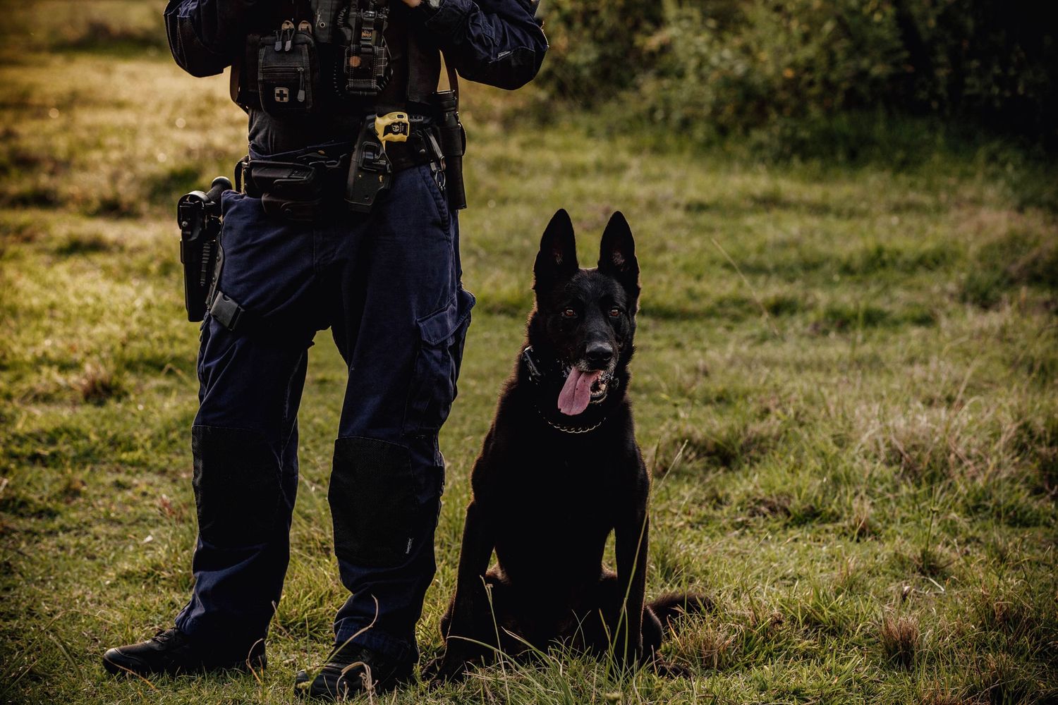 Police K-9 German Shepherd sits alertly next to law enforcement officer in tactical gear on grassy field.