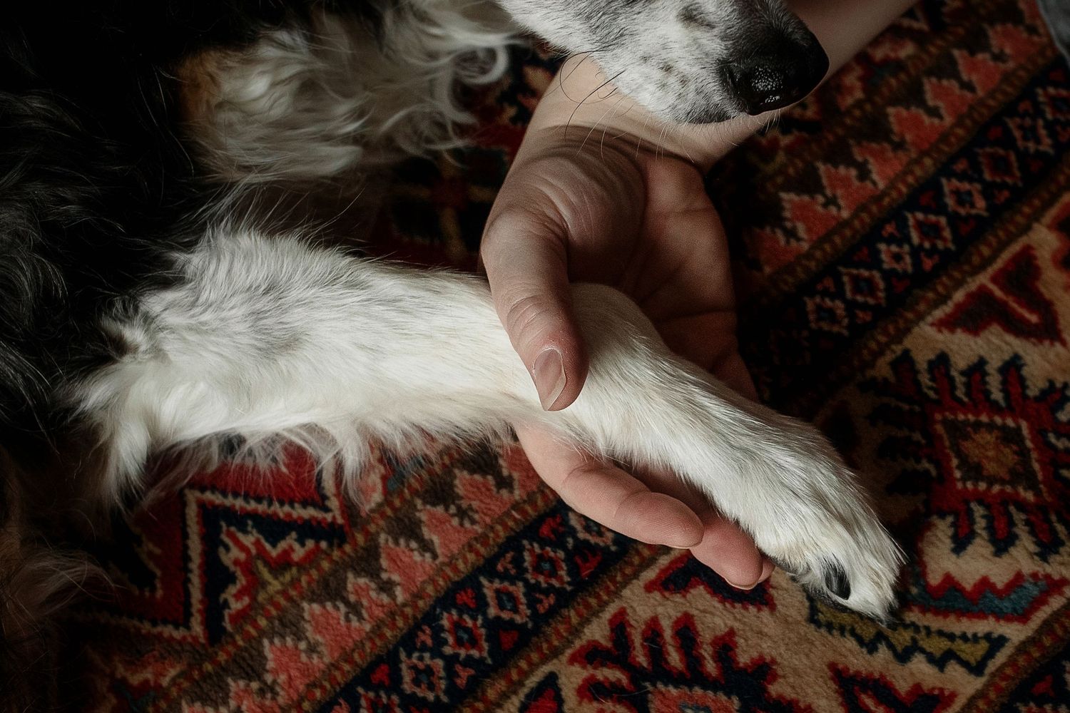 A hand gently holds a white dog's paw while resting on an ornate patterned rug.