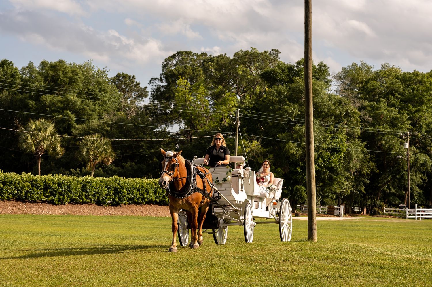 A carriage ride with a brown horse pulling a white carriage across a scenic grassy field with trees in the background.