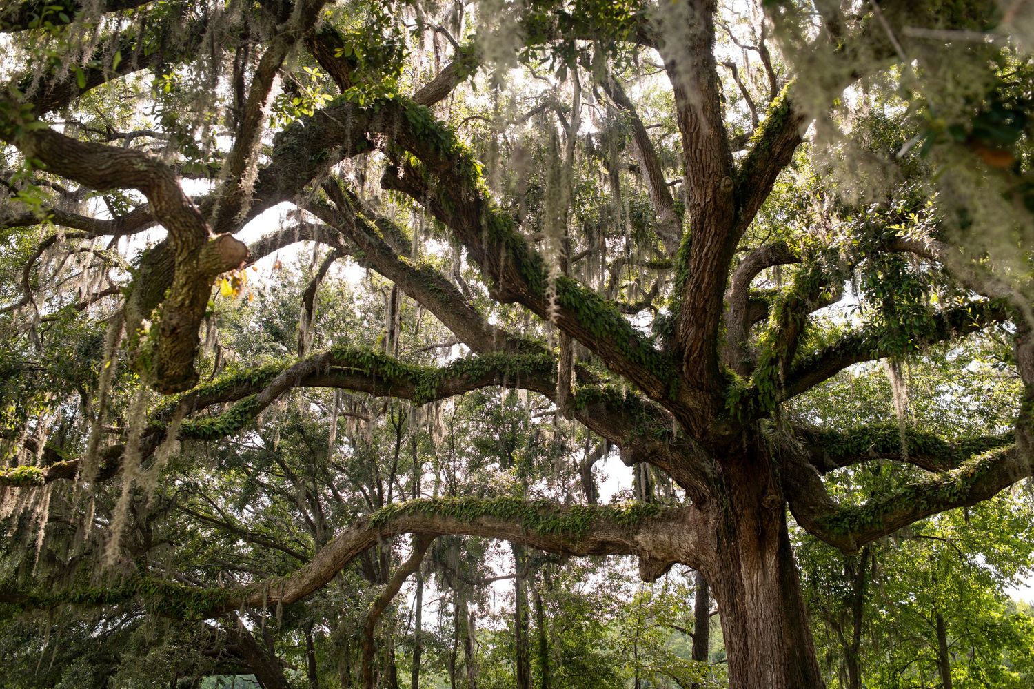 A scenic grove of live oak trees with hanging Spanish moss creating a natural canopy in South Carolina.