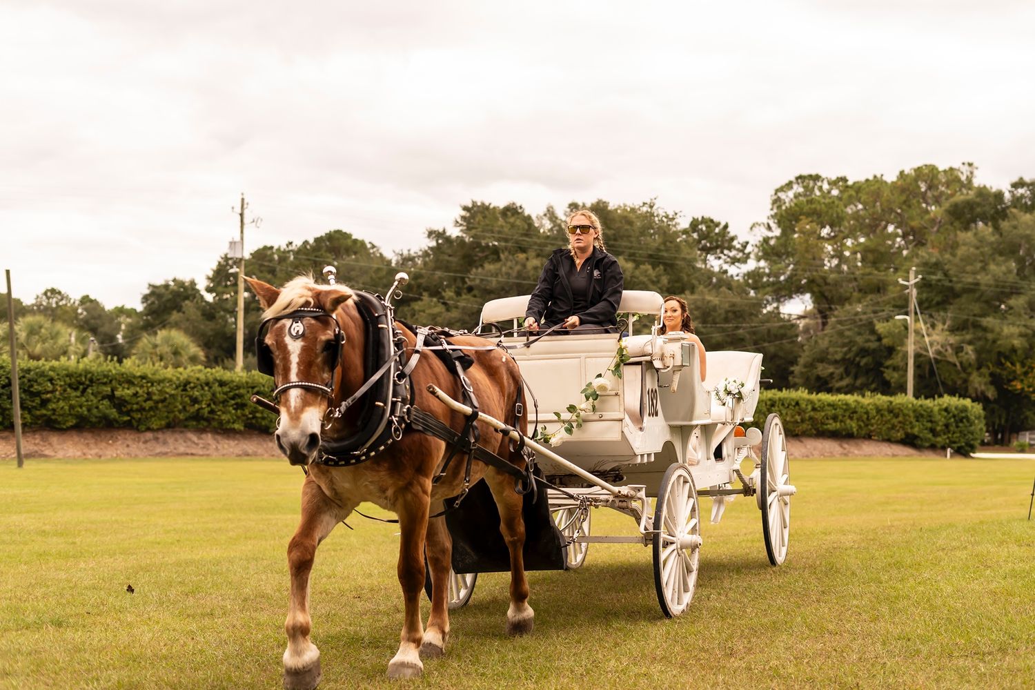 A horse-drawn carriage stands on lush green grass with trees in the background.