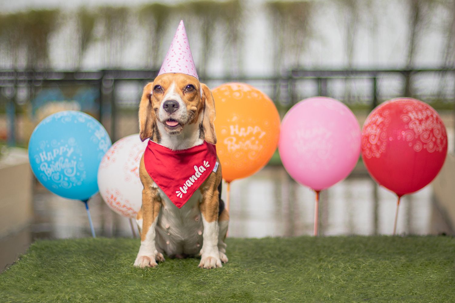 Beagle dog wearing party hat and red bandana poses with colorful birthday balloons in backyard.