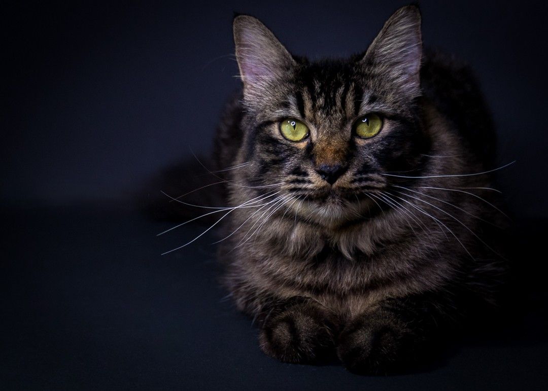 A majestic black Maine Coon cat with piercing yellow eyes emerges from the darkness in dramatic lighting.