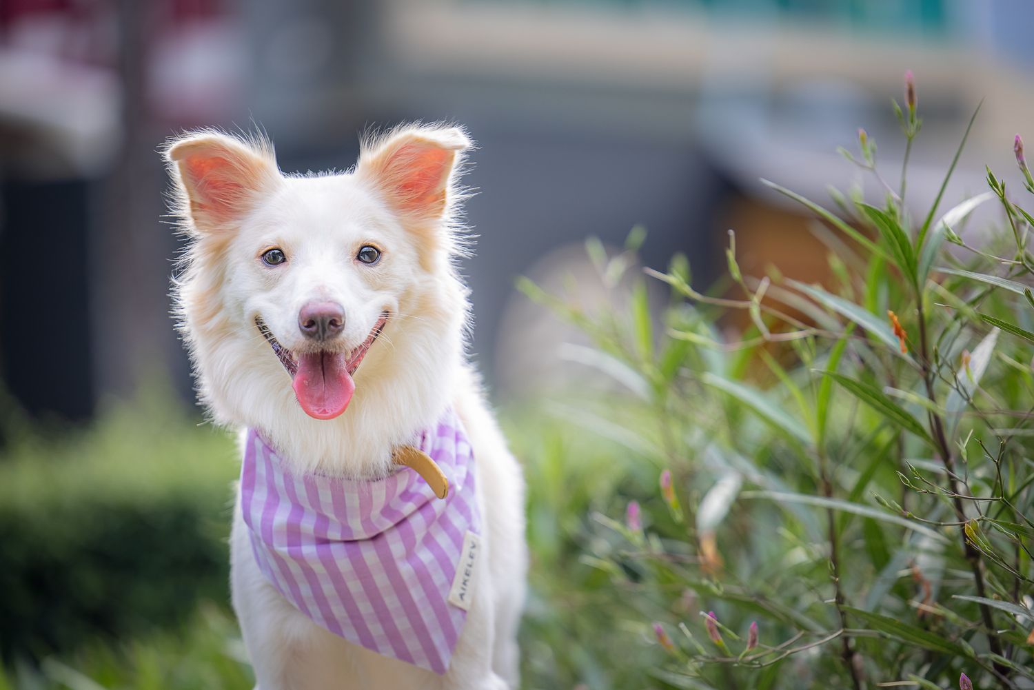 outdoor portrait of a white dog