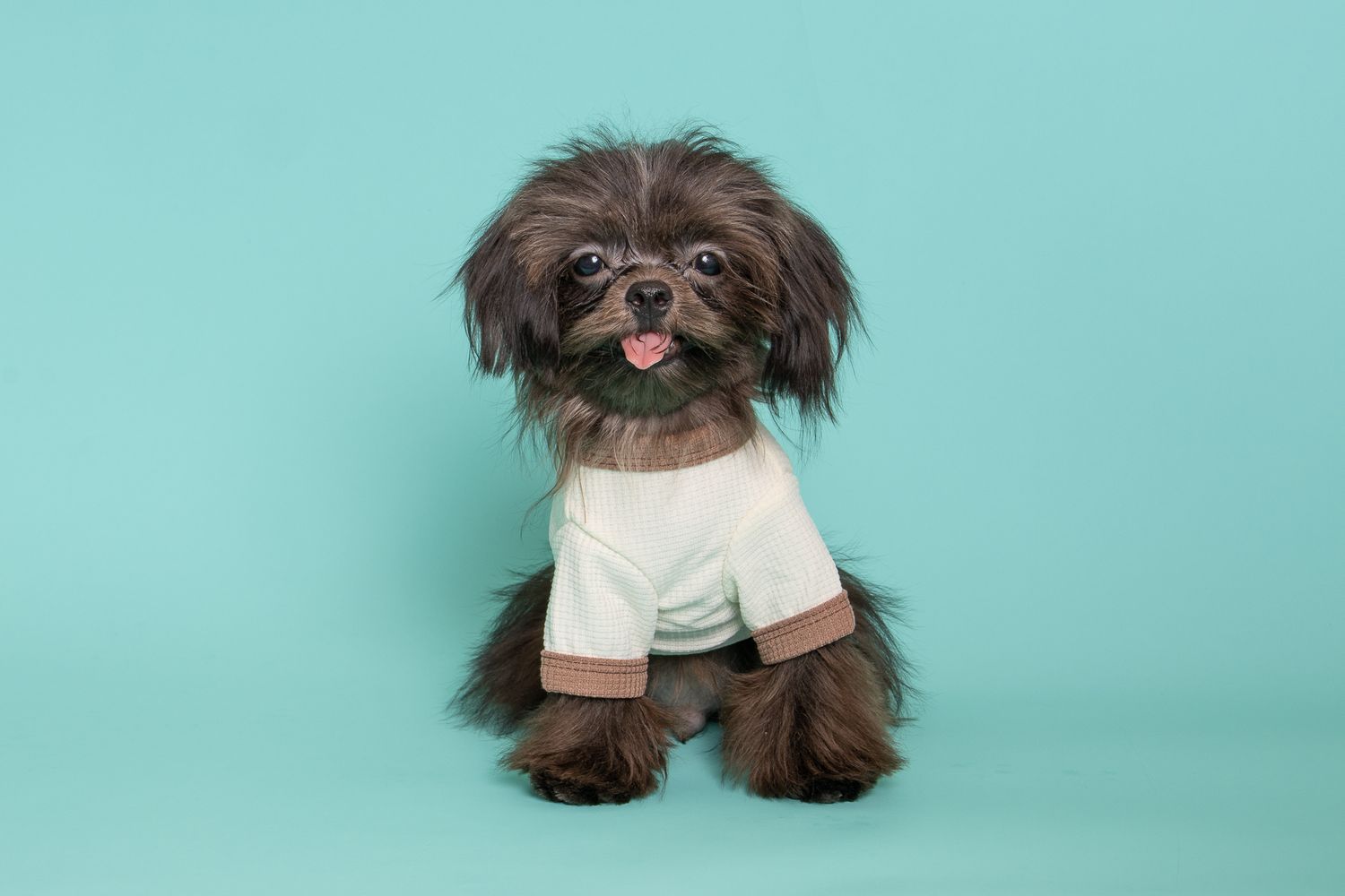Small brown dog wearing white outfit against turquoise background.