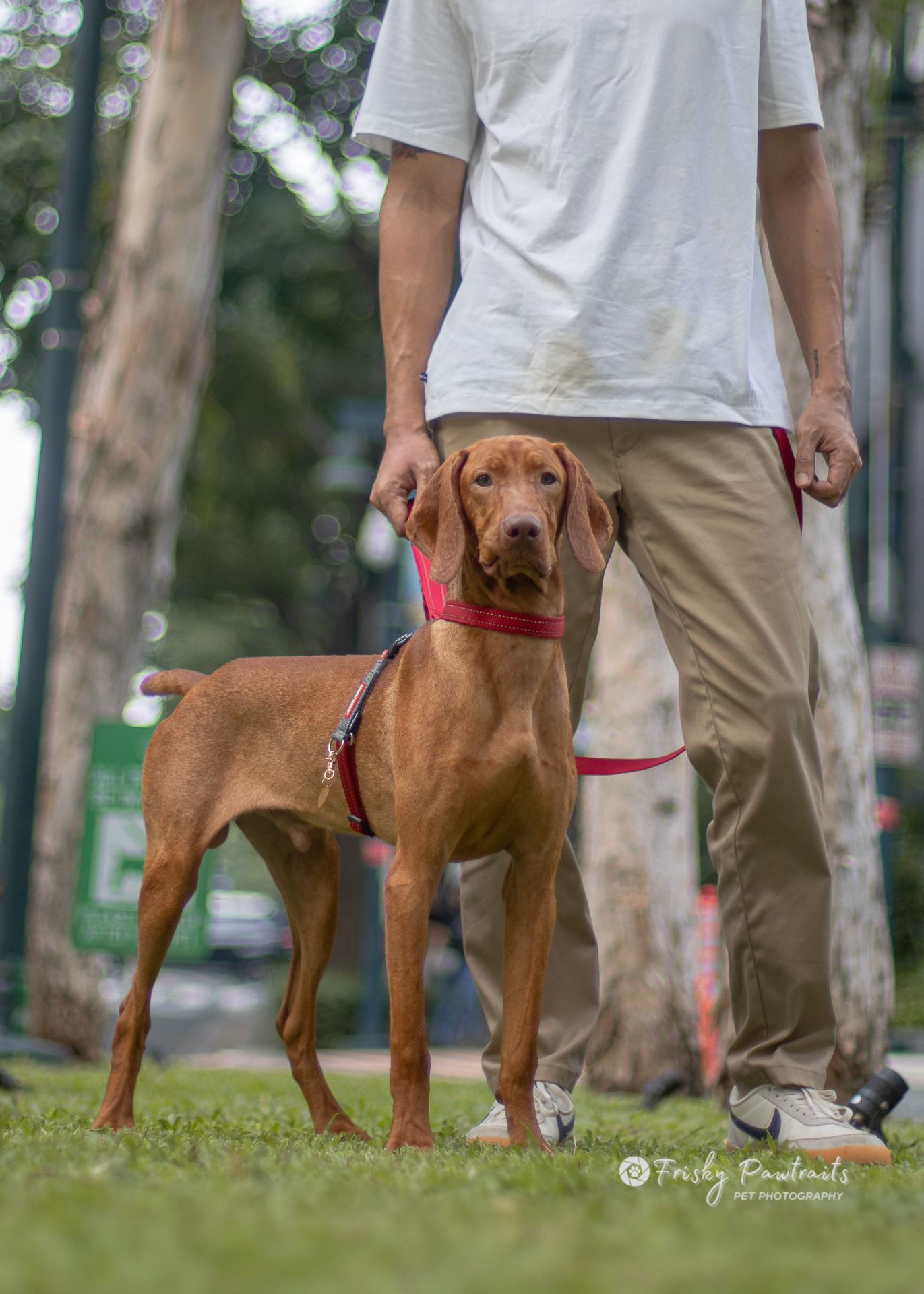 Vizsla dog with red harness stands alertly next to person wearing white shirt and khaki pants in outdoor park setting.
