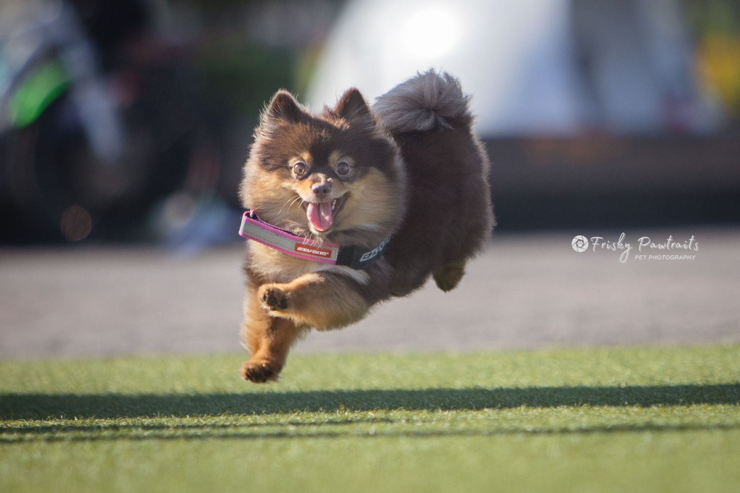 Small brown dachshund dog leaps gracefully through the air while catching a ball during outdoor playtime.