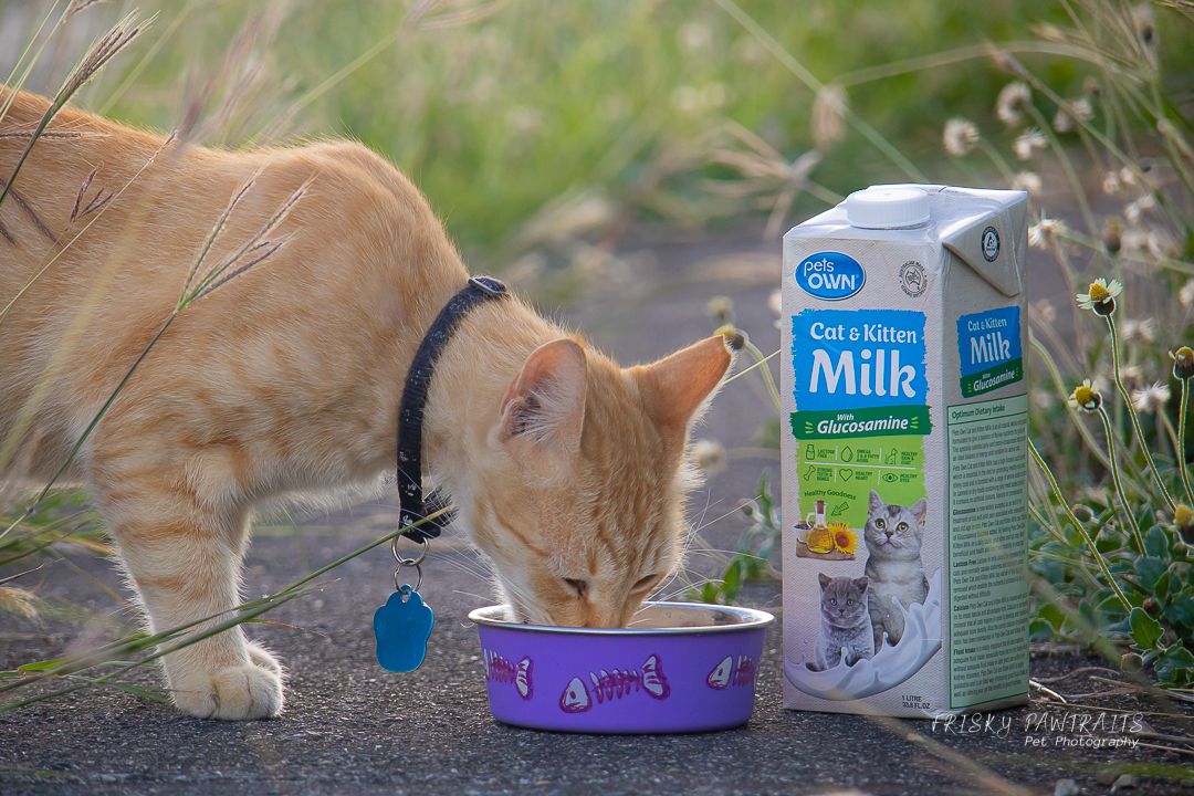 Orange cat drinks from a purple bowl next to a carton of cat milk outdoors on a pathway.