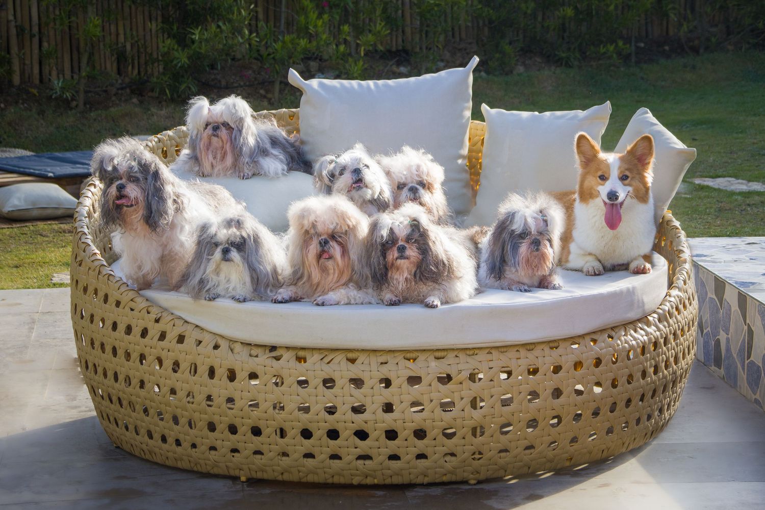 group shot of shih tzu dogs and a corgi