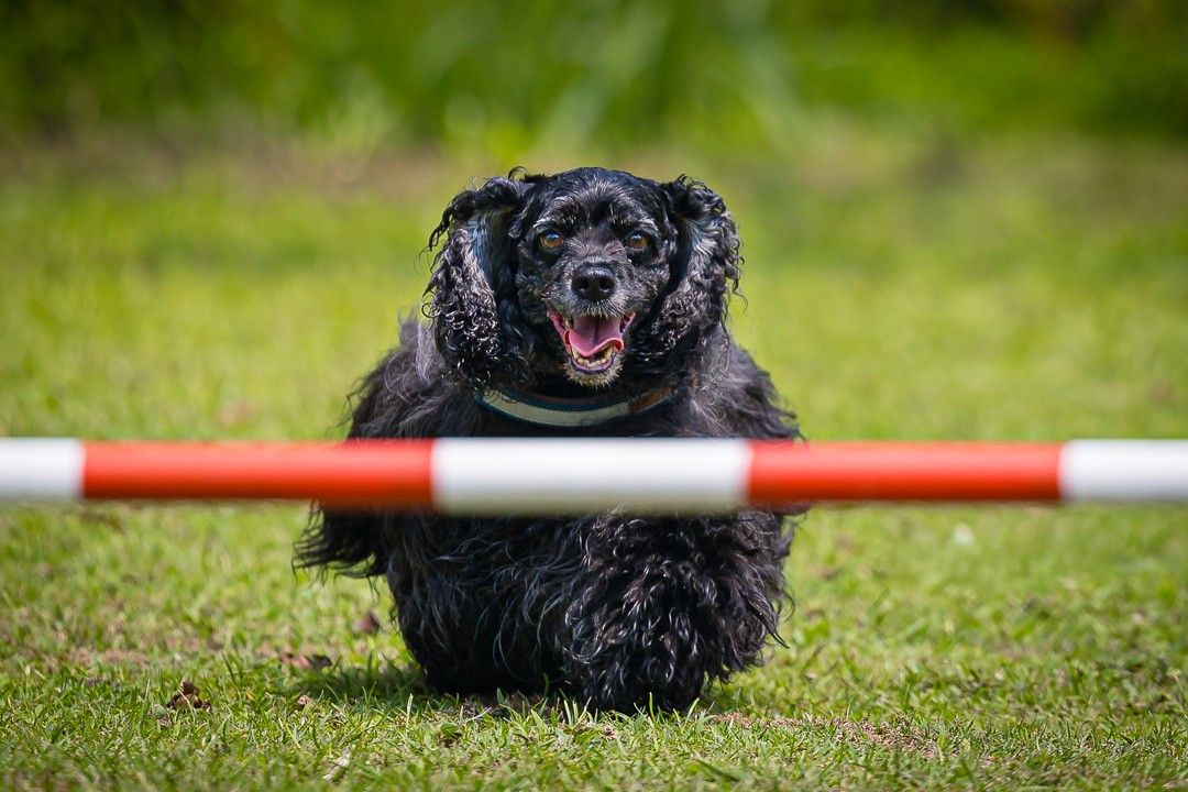 A black dog with a happy expression jumps over a red and white agility bar during outdoor training.