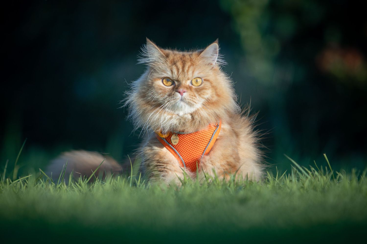 outdoor portrait of a Persian cat with orange harness