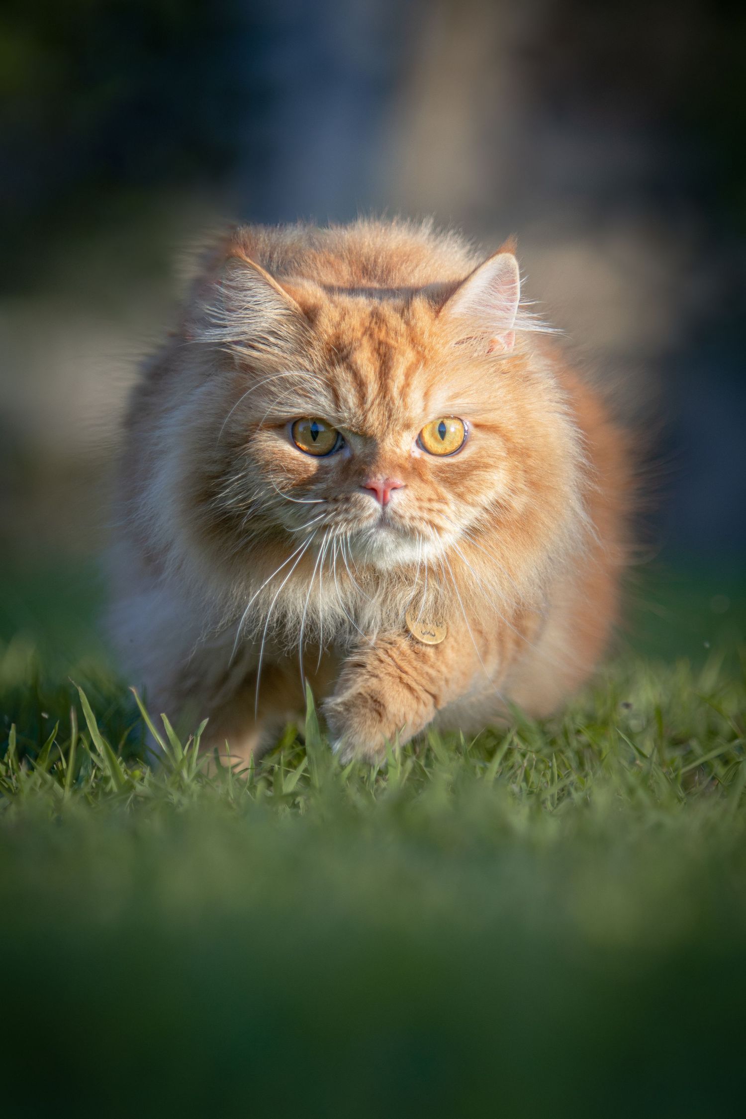 a frontal view of a running Persian cat